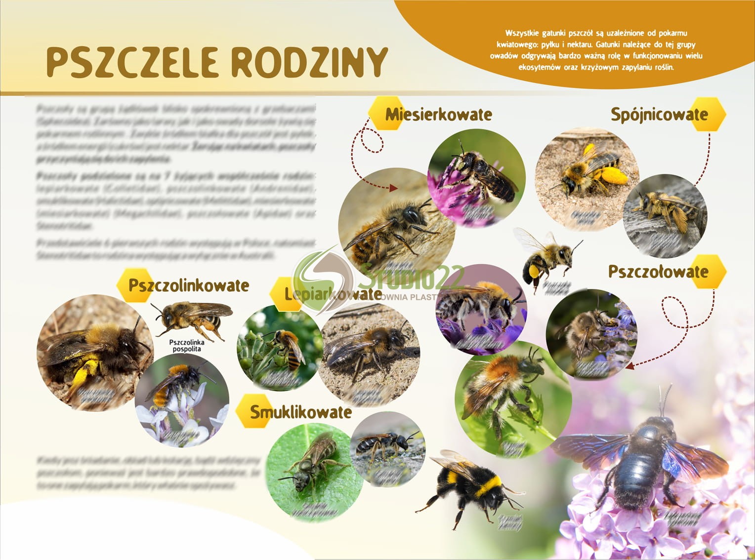 Pszczele rodziny