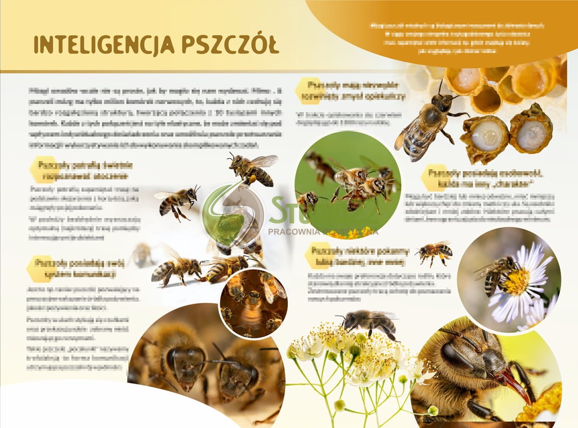 Inteligencja pszczół