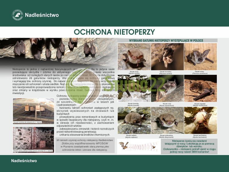 Ochrona nietoperzy