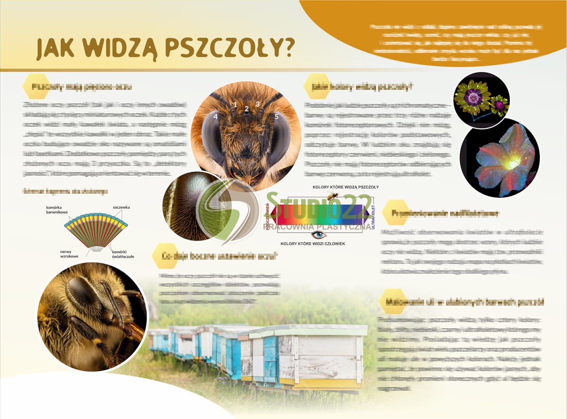 Jak widzą pszczoły?