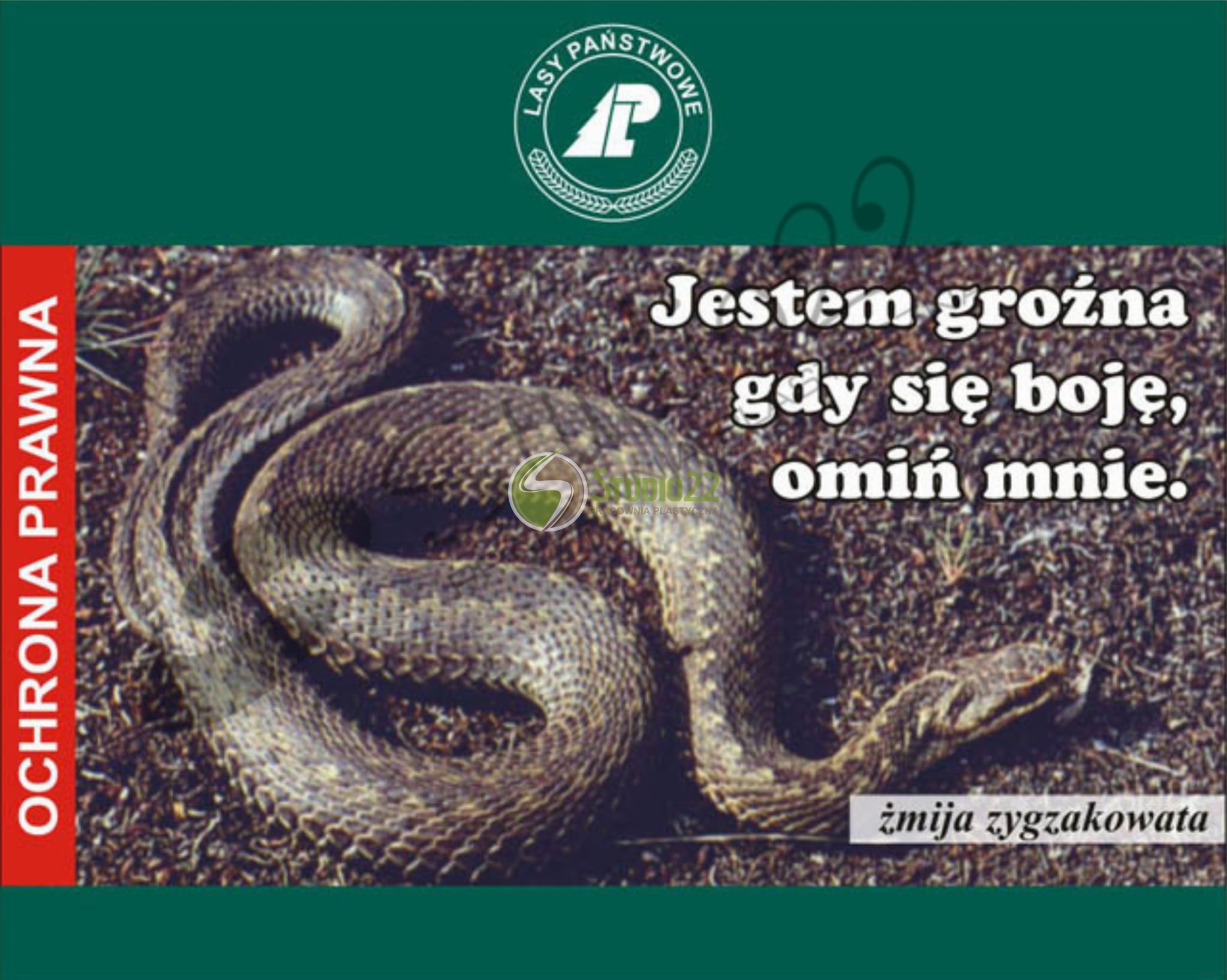 Żmija zygzakowata