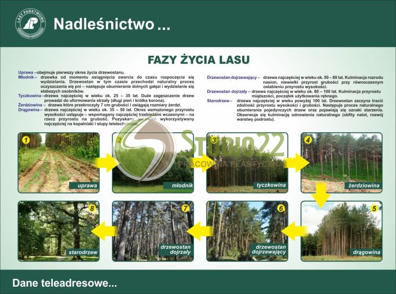 Fazy życia lasu