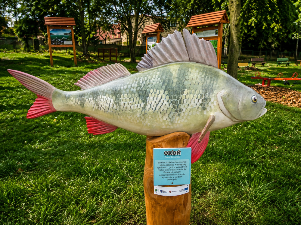 RZEŹBA - ryby słodkowodnej – Okoń