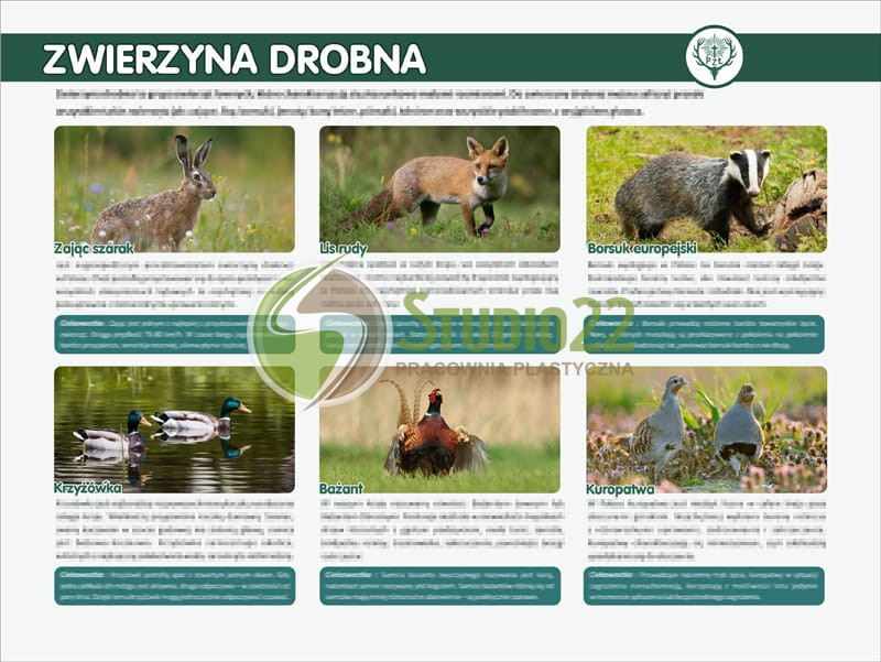 Zwierzyna drobna