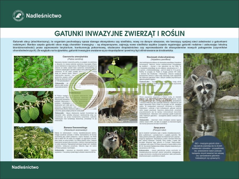 Gatunki inwazyjne zwierząt i roślin