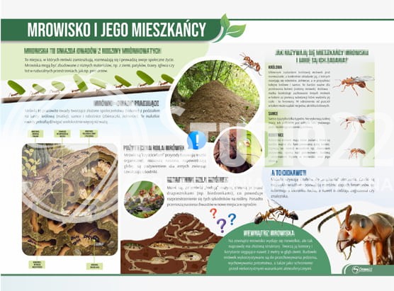 Mrowisko i jego mieszkańcy