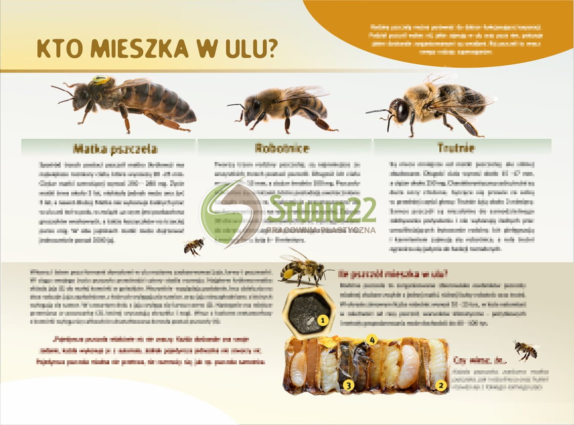 Kto mieszka w ulu?