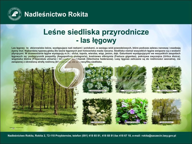 Las łęgowy