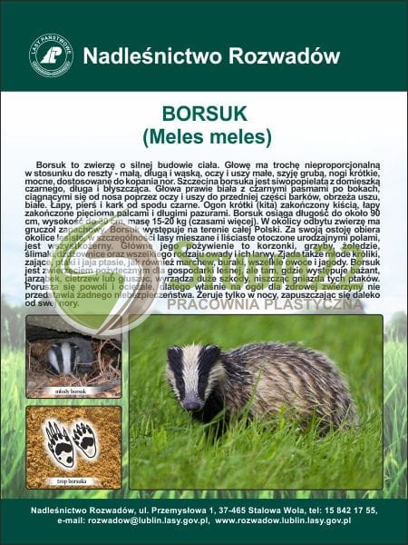 Borsuk