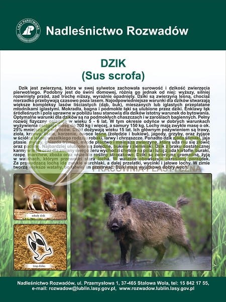 Dzik
