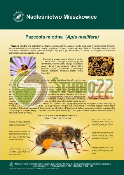 Pszczoła miodna