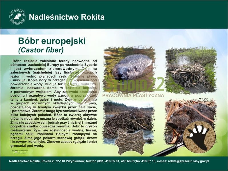Bóbr europejski